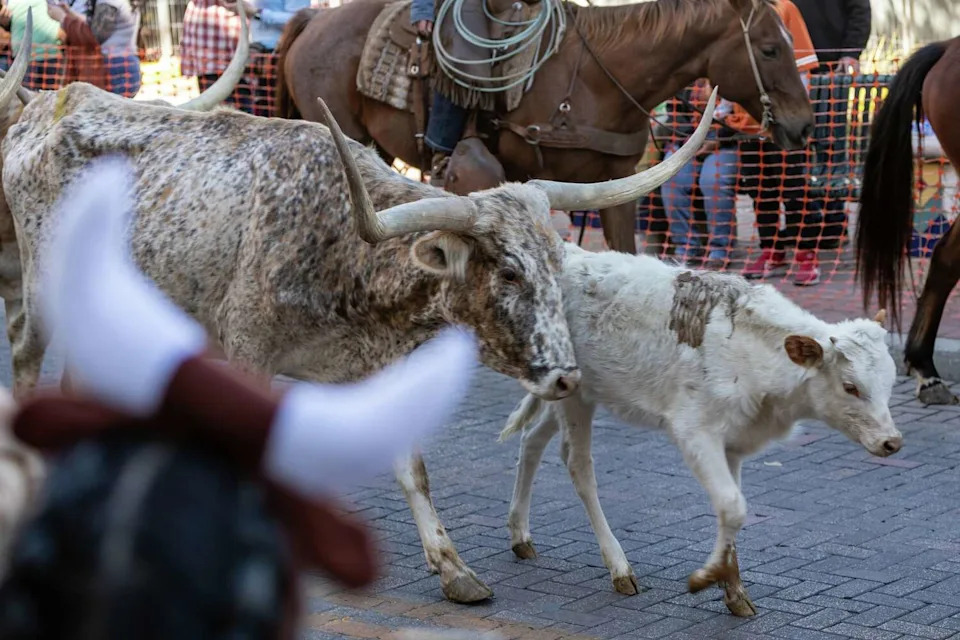 Longhorns walk down Houston Street during the Western Heritage Parade on Saturday, Feb. 7, 2026. (Blaine Young/Contributor)