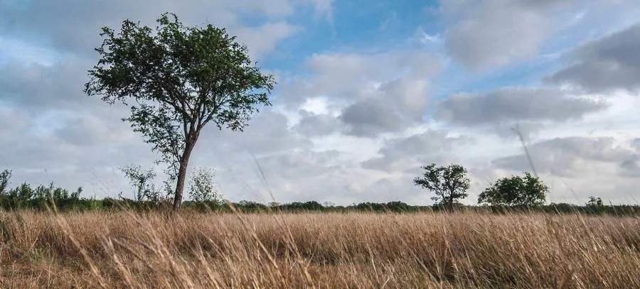 Resaca de la Palma State Park (Texas Parks and Wildlife Department photo)