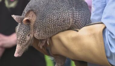 Texas Groundhog Day: 4 traditions better than Punxsutawney Phil