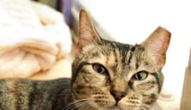 Austin shelters come together for name-your-price adoptions