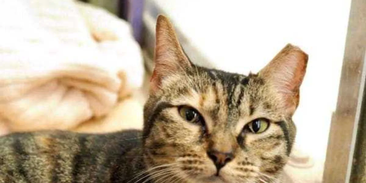 Austin shelters come together for name-your-price adoptions