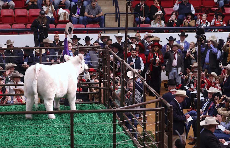 Caiman Cody of Tolar raises his hat to celebrate the recording-breaking sale of White Castle during the Fort Worth Stock Show and Rodeo Junior Sale of Champions on Saturday, Feb. 7, 2026. White Castle was bought by Mike Bridges and Gary Menzies of Trico Electric Fort Worth for $550,000.