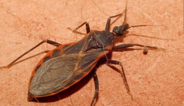 UTEP study finds sharp rise in Chagas parasite in kissing bugs near El Paso