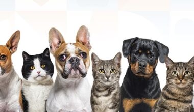 Fort Worth prepares to launch mobile spay/neuter and vaccination clinic