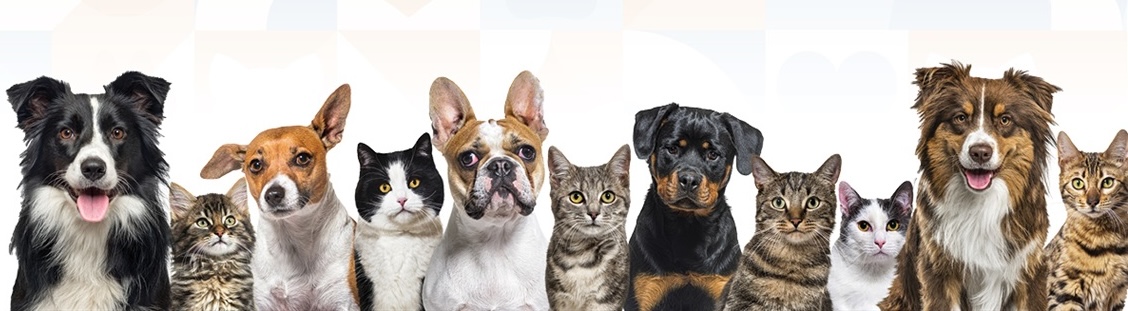 Fort Worth prepares to launch mobile spay/neuter and vaccination clinic