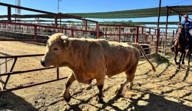 Flesh-eating parasite sparks disaster declaration in Texas