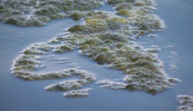 City of Austin issues blue-green algae warning as spring approaches