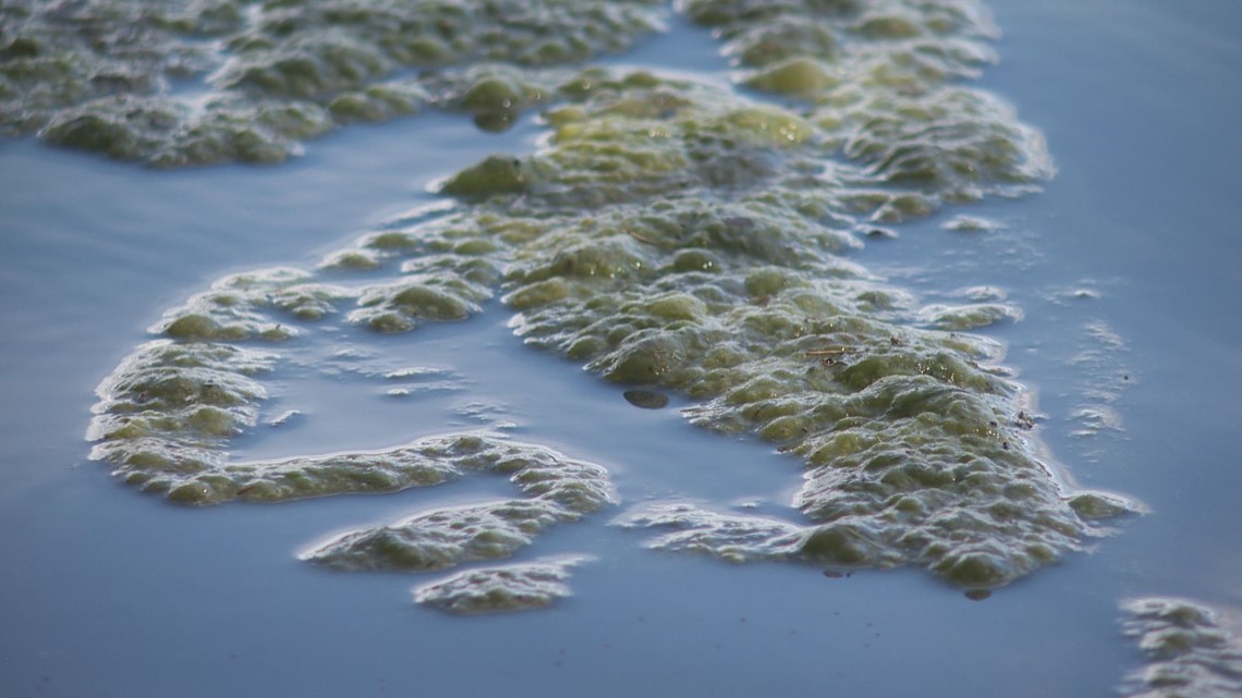 City of Austin issues blue-green algae warning as spring approaches