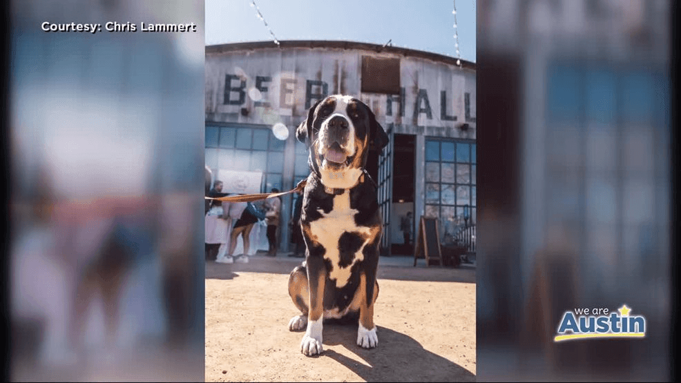 {p}The celebration at Central Machine Works is more than just a launch party — it’s a full-on puppy-packed experience. Guests can expect a pup cup eating contest, games, giveaways, prizes and a supply drive benefiting Austin Pets Alive!.{/p}