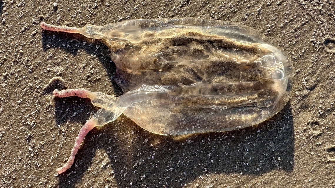 Unusual jellyfish spotted on a Texas beach