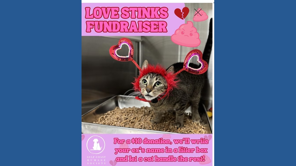 “Love Stinks” fundraiser: Corpus Christi cats take on your ex for charity