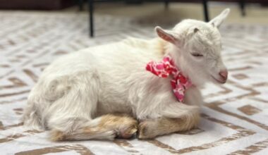 Tuloso-Midway teachers gifted with 'Goat-Grams' for Valentine's Day