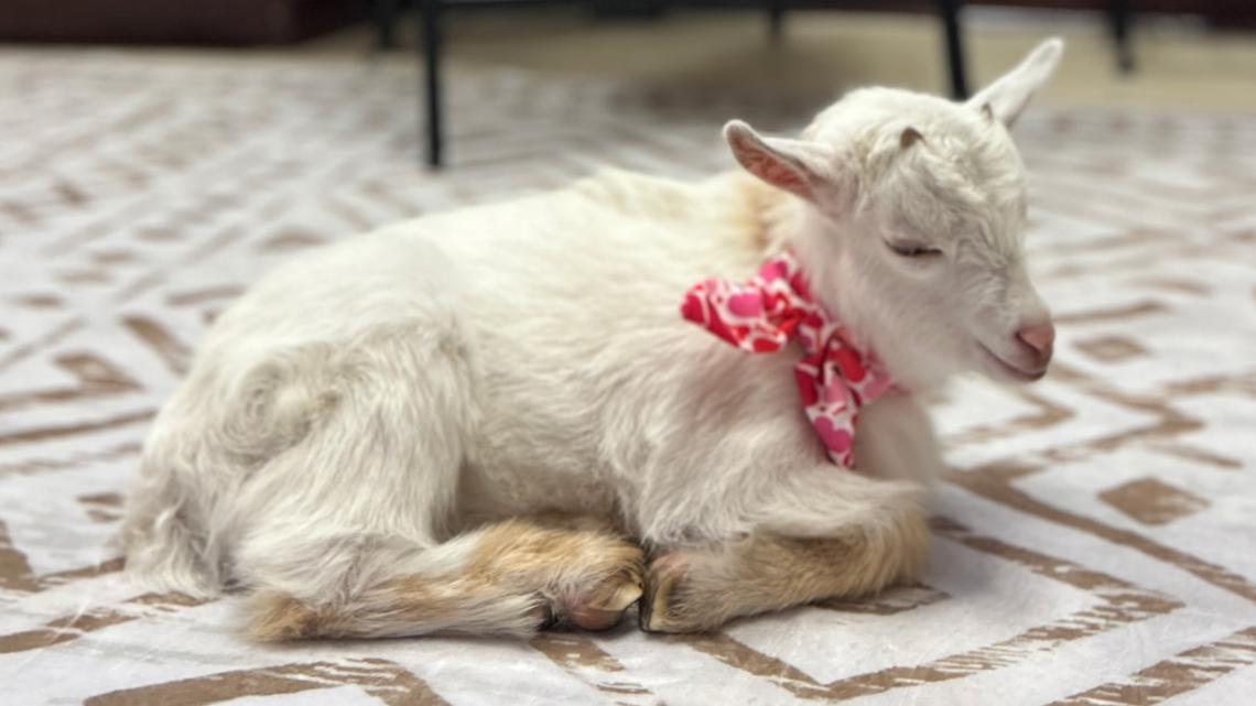 Tuloso-Midway teachers gifted with 'Goat-Grams' for Valentine's Day