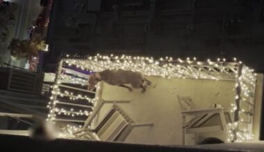 Police remove dog from Downtown Austin apartment in suspected animal cruelty case