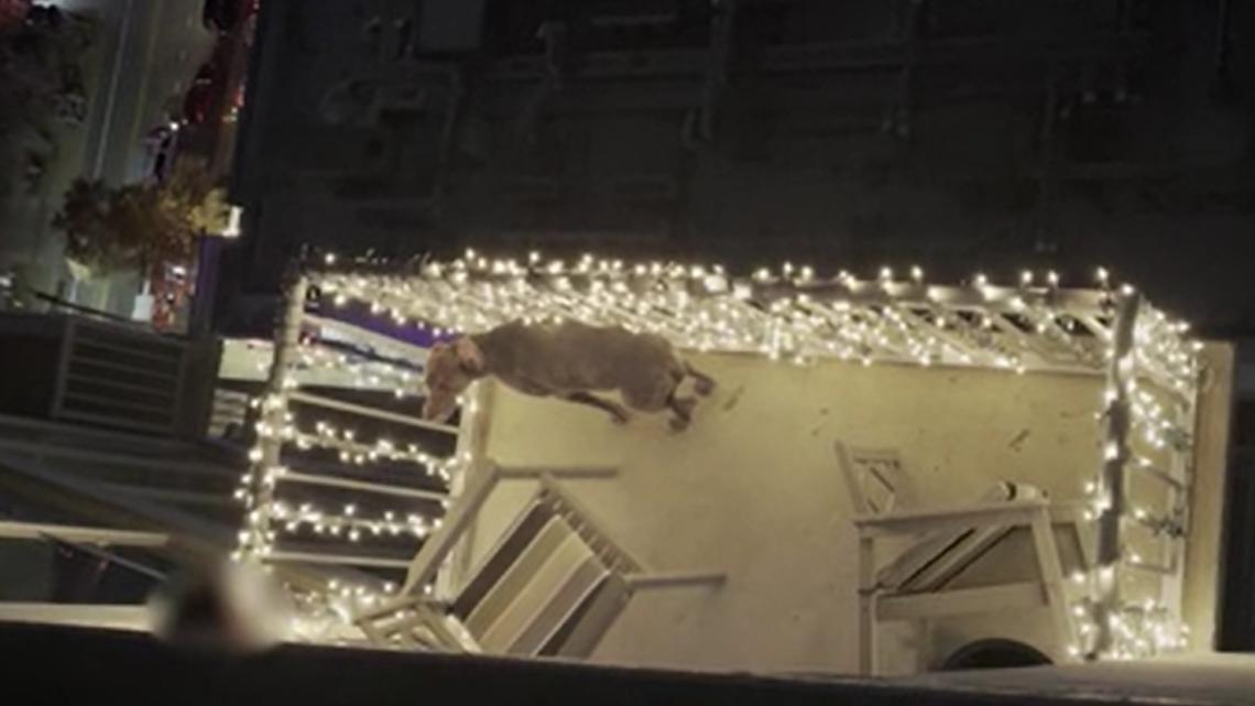 Police remove dog from Downtown Austin apartment in suspected animal cruelty case