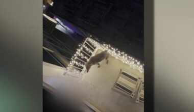 Dog rescued after video shows animal being abused by owner on Austin balcony