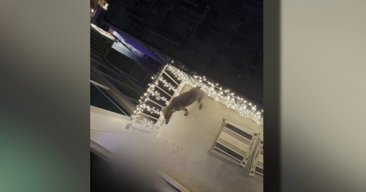 Dog rescued after video shows animal being abused by owner on Austin balcony