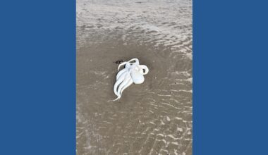 Cold snap leaves octopuses stranded on Corpus Christi shores, experts explain phenomenon