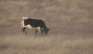 Rising beef prices presenting challenges to Texas ranchers