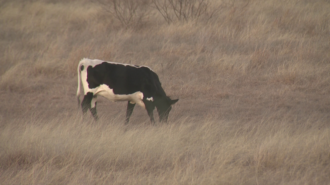Rising beef prices presenting challenges to Texas ranchers
