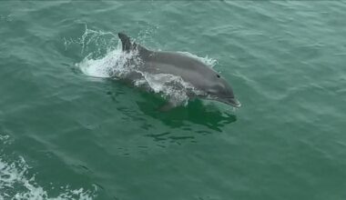 Texas tourists got way more than they bargained for on a boat ride off the coast of Rockport-Fulton.