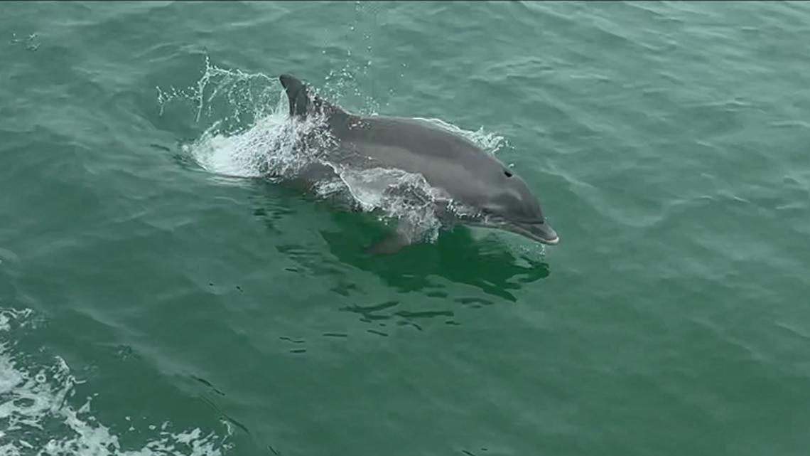 Texas tourists got way more than they bargained for on a boat ride off the coast of Rockport-Fulton.