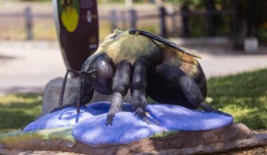 Climb into Spring: San Antonio Zoo premieres larger-than-life ‘Pollinators’ exhibit