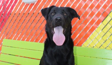 Dog found with mouth taped shut recovering, set for adoption this weekend in North Texas