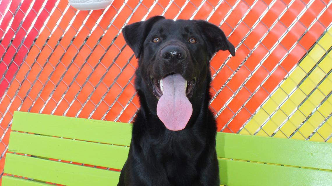 Dog found with mouth taped shut recovering, set for adoption this weekend in North Texas