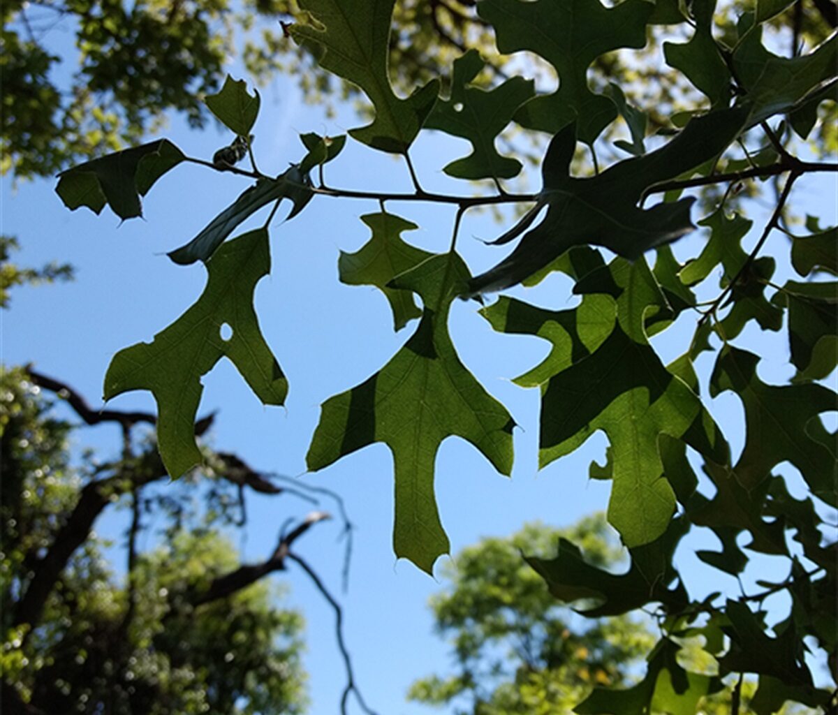 Urban Forestry | City of Arlington, TX