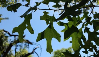 Urban Forestry | City of Arlington, TX