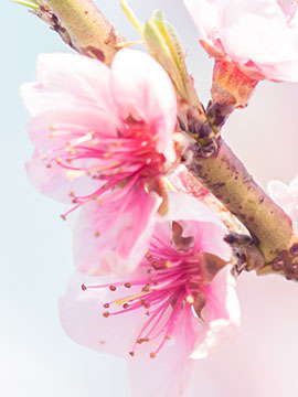 Charlotte Jones Ball - 1949 - 2026