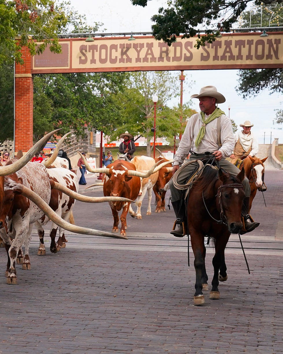 cowboys drive a herd of texas longhorns down east exchange avenue in the stockyards national historic district of fort worth, texas on october 10, 2023. the twice daily event is based on the history of from 1866 and 1890 more than four million head of cattle were driven through fort worth on texas cattle drives. (photo by timothy a. clary / afp) (photo by timothy a. clary/afp via getty images)