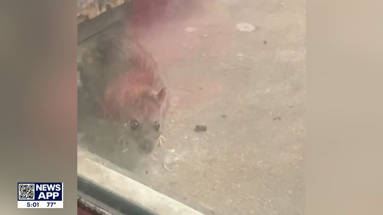 Complex residents on the 'inhumane' living conditions