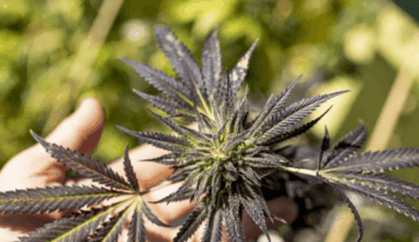 Cannabis makers in Austin panels discuss changing regulation