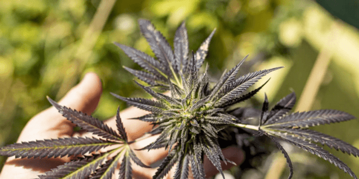 Cannabis makers in Austin panels discuss changing regulation