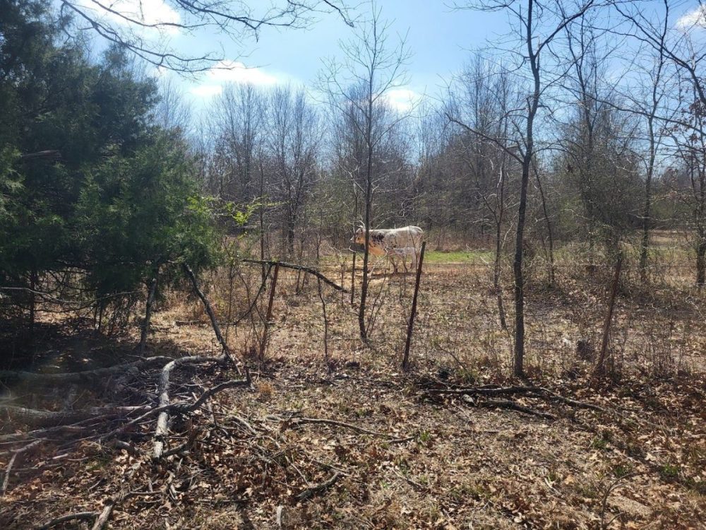 Funding Available for Grassland Restoration in High Plains, Rolling Plains of Texas