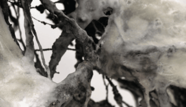 Moudy Art Gallery presents Marcy Davis: "Understory" opening reception