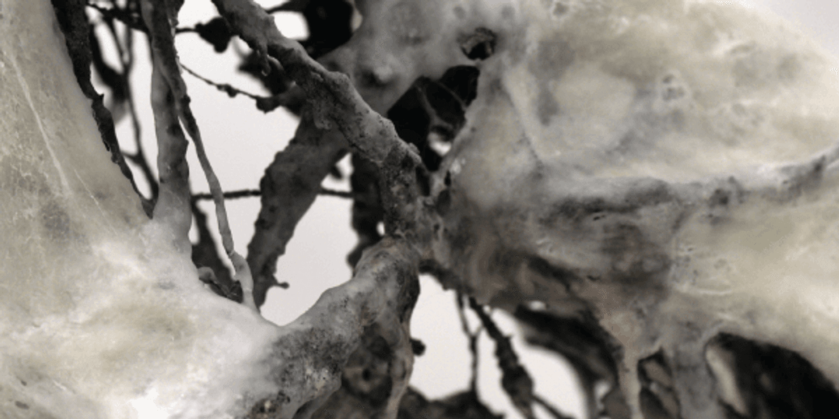 Moudy Art Gallery presents Marcy Davis: "Understory" opening reception