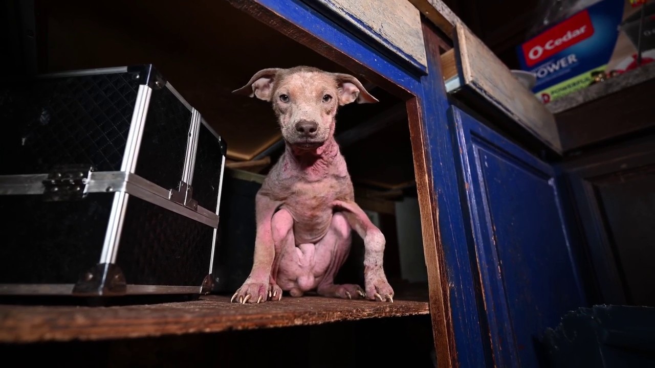 PREVIOUS COVERAGE: 70 animals rescued from alleged neglect in Texas