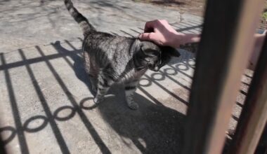 Dallas considers ordinance update for community cats – NBC 5 Dallas-Fort Worth