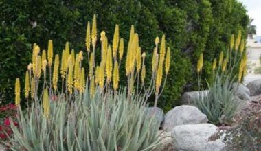 Texas Parks and Wildlife launch free native gardening app