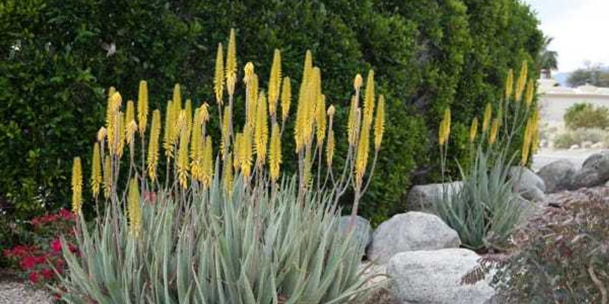 Texas Parks and Wildlife launch free native gardening app