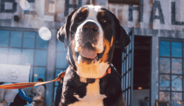 New dating app for people who love dogs debuts in Austin