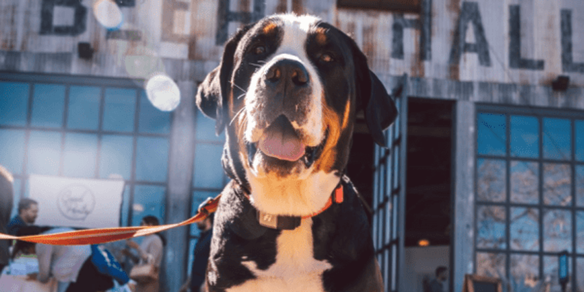 New dating app for people who love dogs debuts in Austin