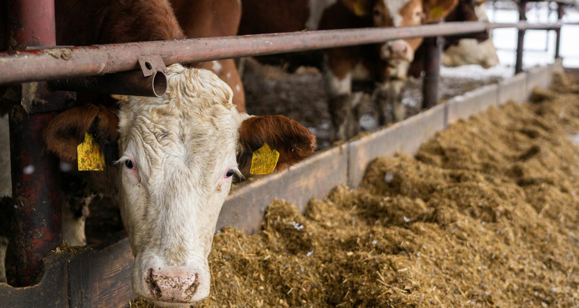Lubbock Feeders closing  - High Plains Journal