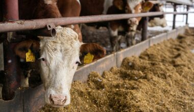 Lubbock Feeders closing  - High Plains Journal