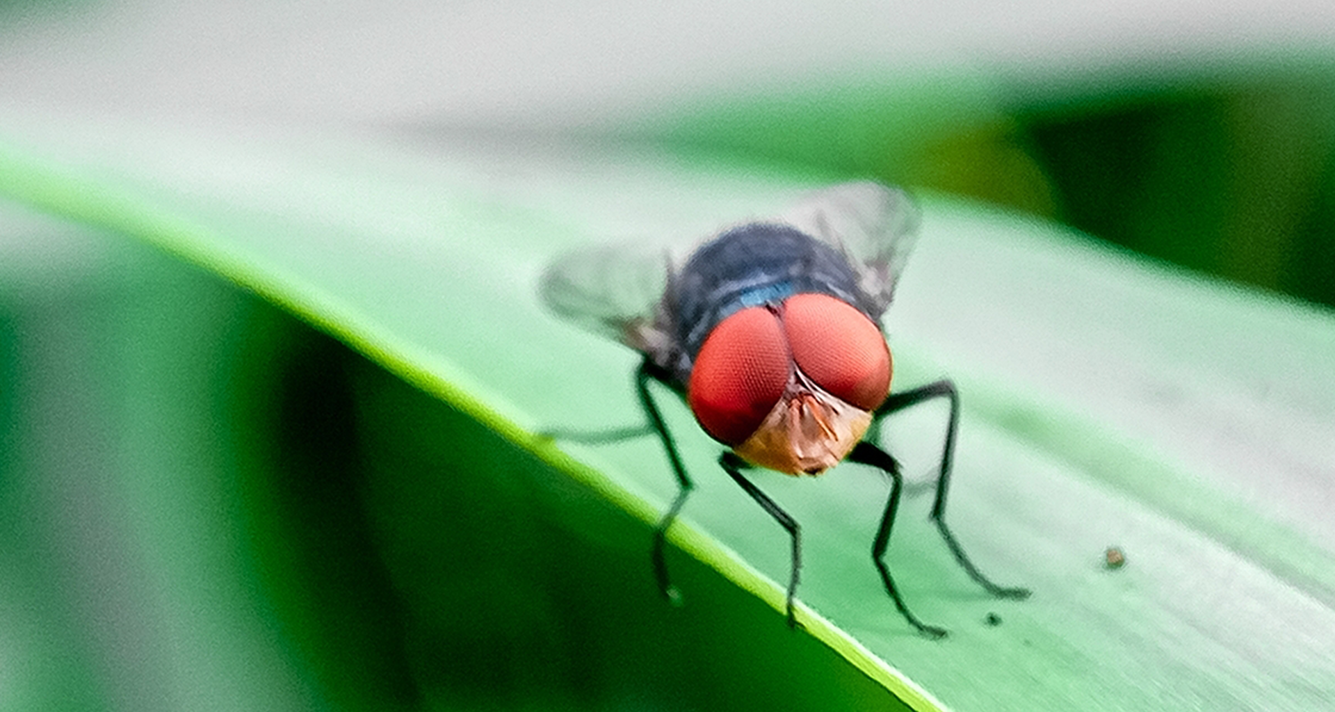 USDA Announces Completion of Sterile Fly Dispersal Facility in Texas