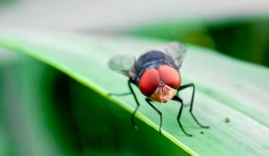USDA Announces Completion of Sterile Fly Dispersal Facility in Texas