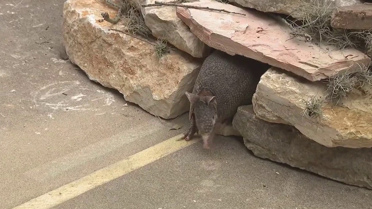 Bee Cave Bob makes his prediction on Groundhog Day